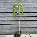 Smrekovec japonský (Larix kaempferi) ´PENDULA´ - výška 100-130 cm, kont. C5L – na kmienku 